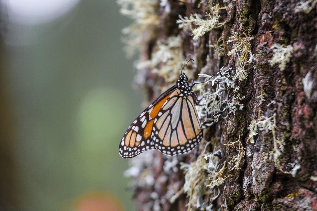 Mariposa monarca