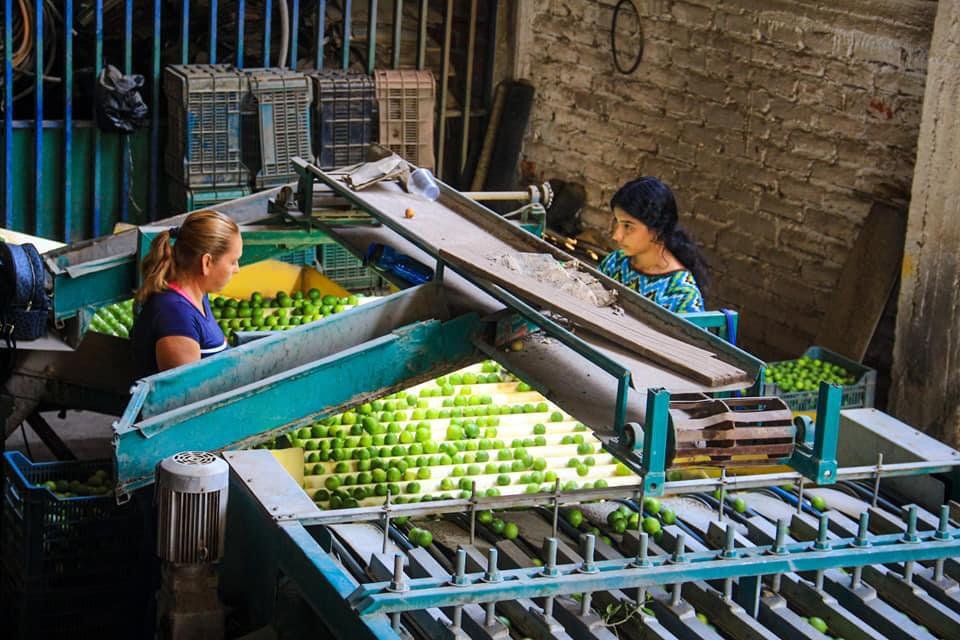 Dos mujeres trabajando en una estación de trabajo seleccionando limones