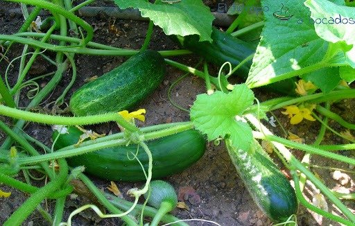 Pepino