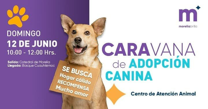 Poster de campaña de adopción canina