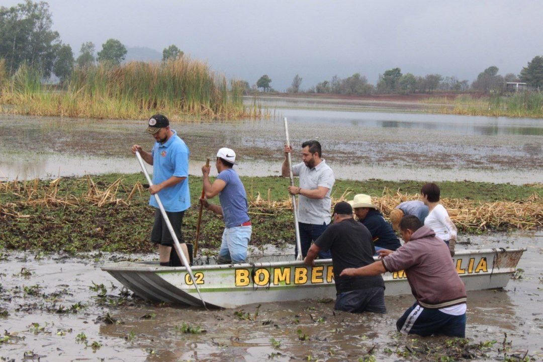 limpian laguna de lirio en zona rural de morelia