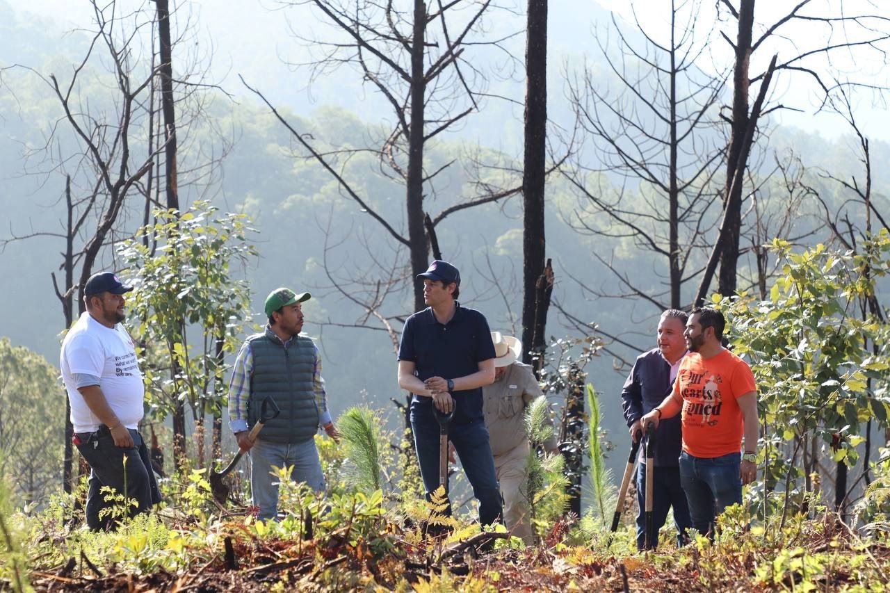 Con reforestación, recuperamos nuestros bosques en Morelia: Alfonso Martínez