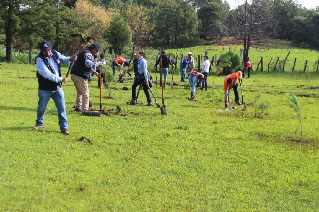 Se reforestó la comunidad La Torrecilla