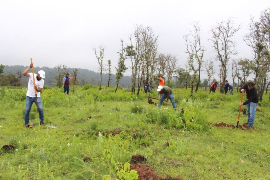 Con Programa de Reforestación, SADERMA recupera bosque en Morelia