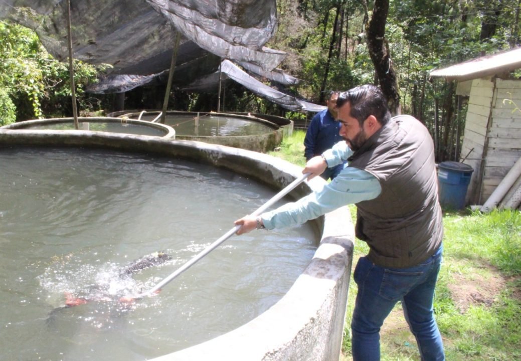 SADERMA rescata granjas acuícolas con siembra de trucha y tilapia