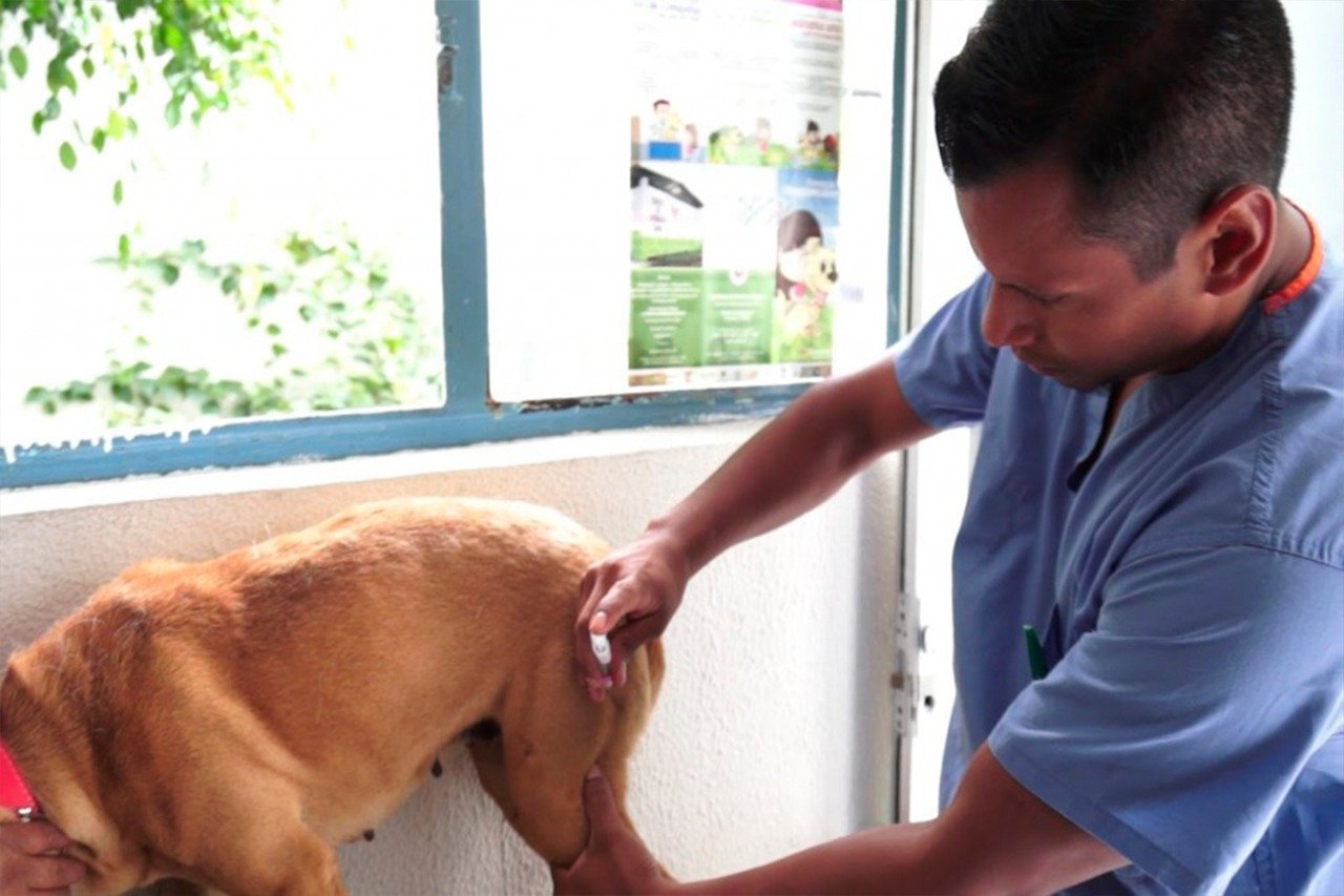 Anuncia SSM Jornada Nacional de Vacunación Canina y Felina 2022