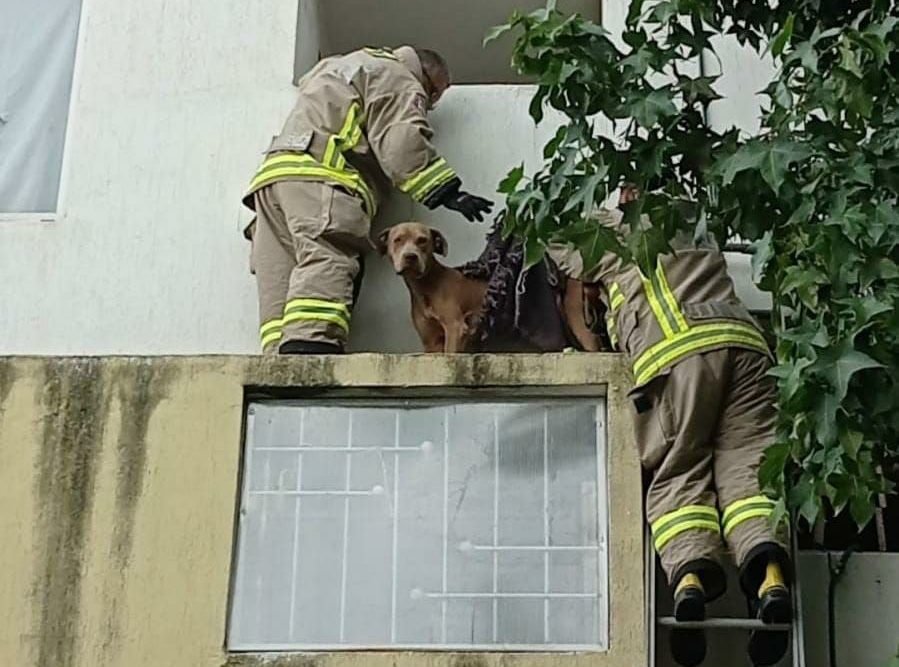 perro abandonado