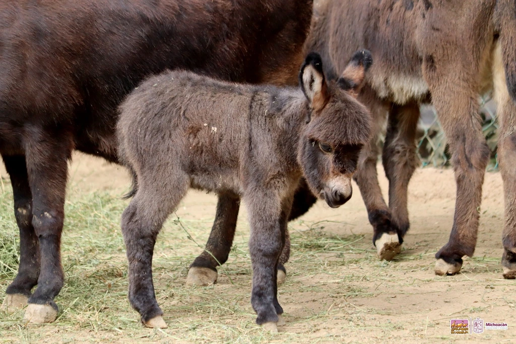 Burritos africanos, nuevos huéspedes del Zoo de Morelia