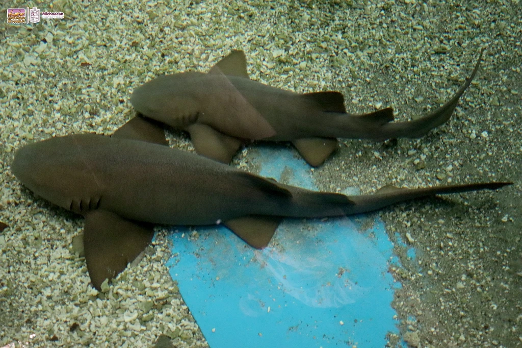 Conoce los tiburones gata en el parque Benito Juárez