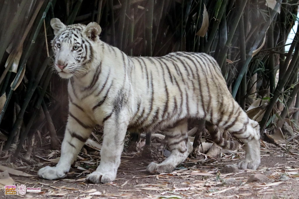 Cría de tigre de bengala, tierna habitante del Zoo de Morelia