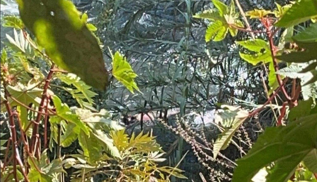 Piden ayuda par identificar a mujer hallada en el río Cupatitzio