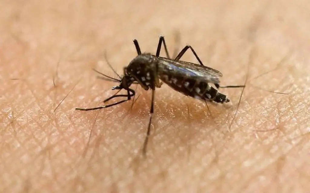 Cómo evitar la reproducción del mosquito transmisor del dengue