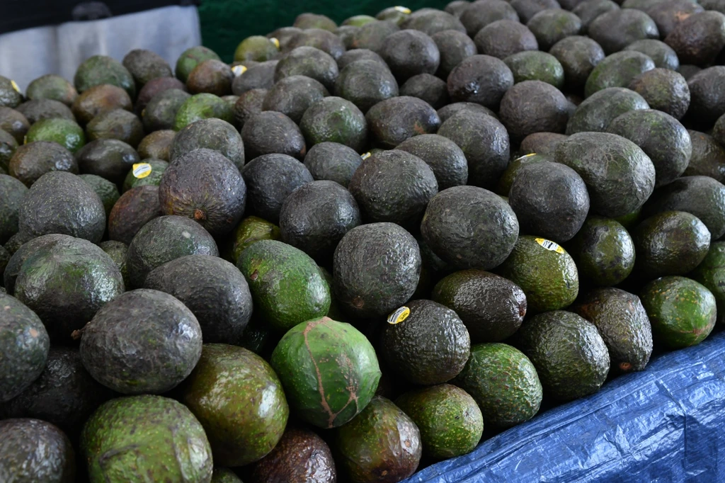 Exportarán 130 mil toneladas de aguacate para el Super Bowl