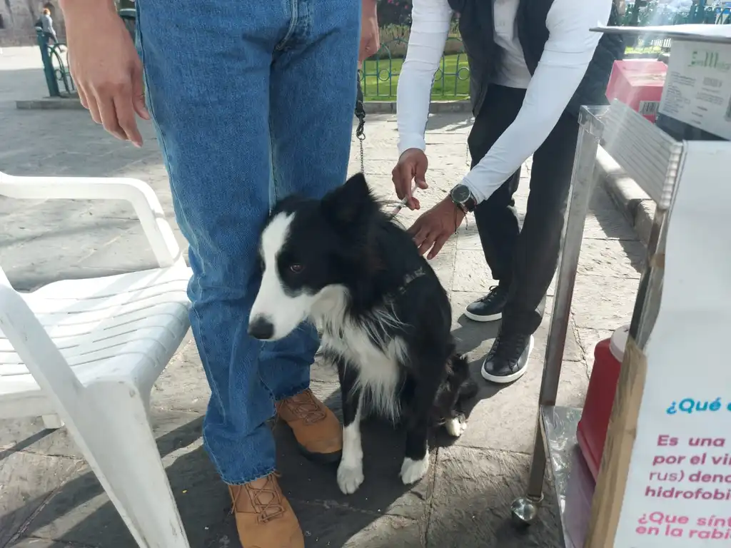 Hasta el 14 de marzo, vacunación contra la rabia para mascotas en Morelia