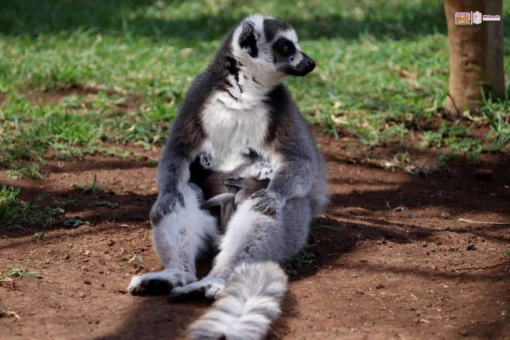 Nacieron gemelos de lémur en el Zoo de Morelia