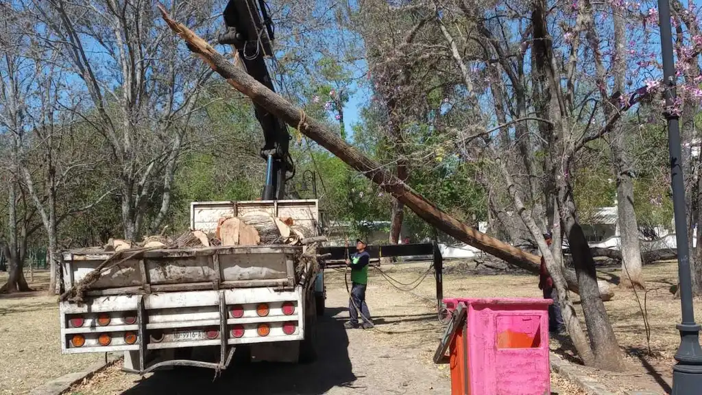 Gobierno de Morelia podó árboles secos en Bosque Cuauhtémoc