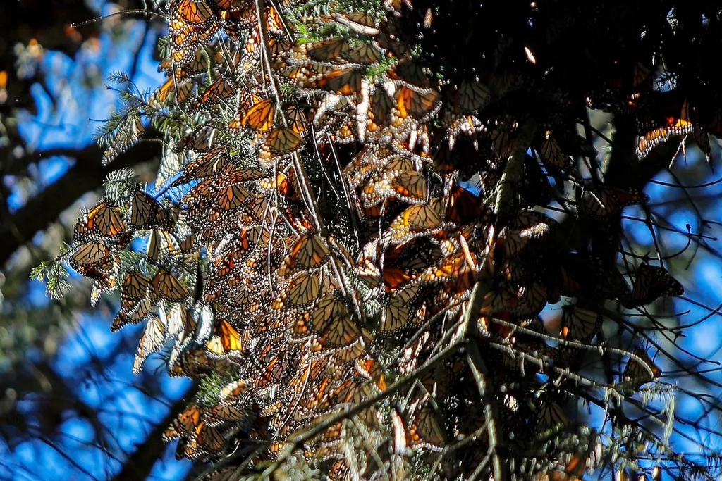 Invitan a visitar los santuarios de la Mariposa Monarca, abiertos hasta el 31 de marzo