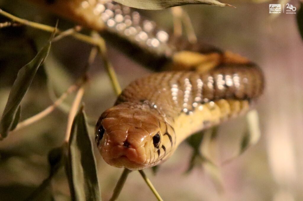 cobra bandeada, nueva integrante del Zoo de Morelia