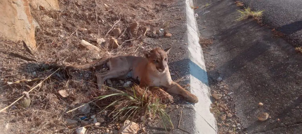 Rescatan a puma atropellado en la Siglo XXI