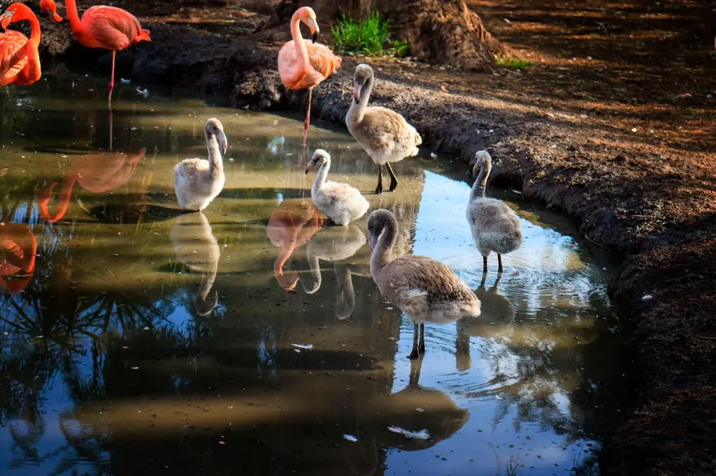 El eclipse solar “engañará” a los animalitos del Zoo de Morelia