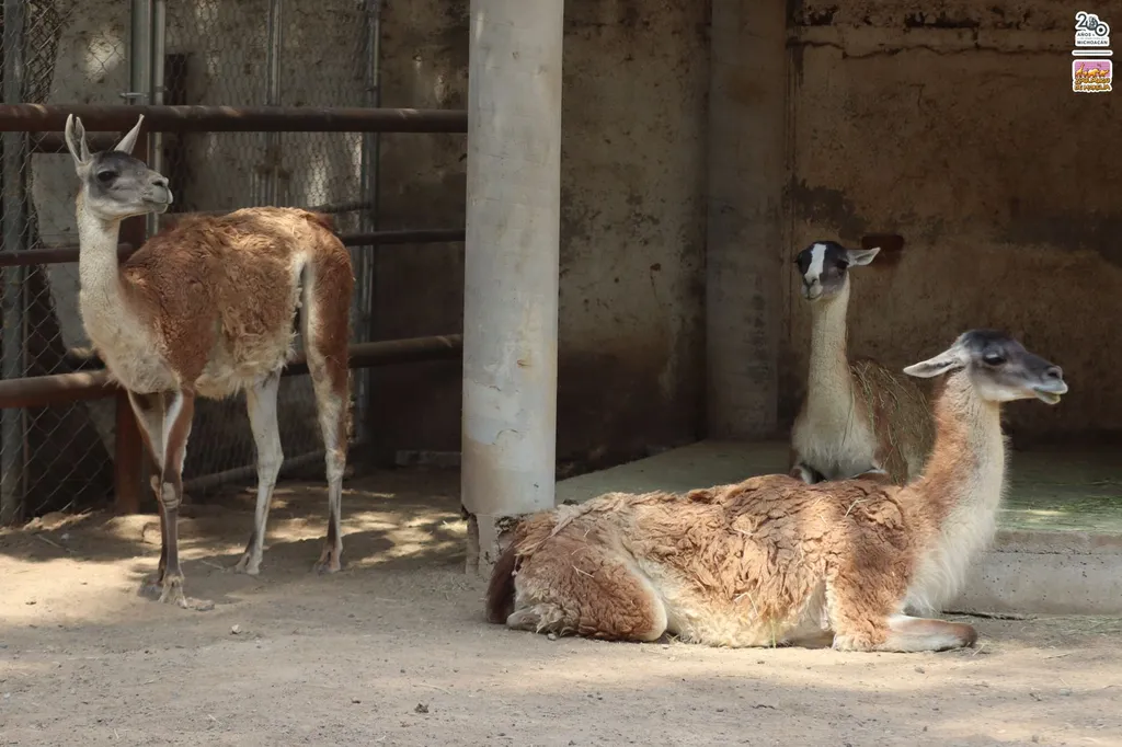 Los guanacos y el león africano del Zoo de Morelia continúan en observación
