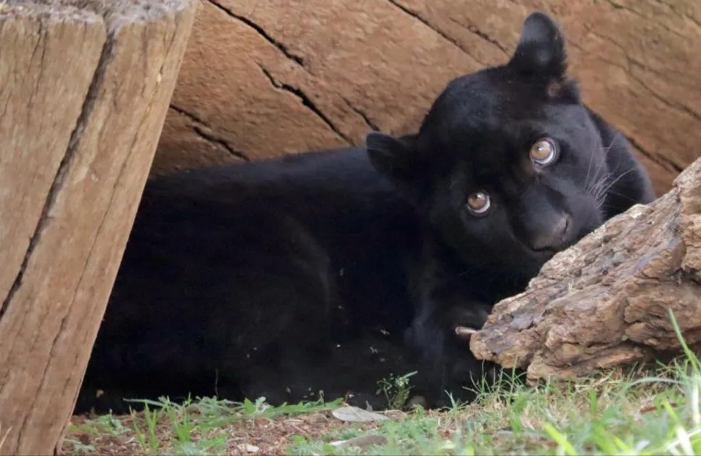 Muere cachorrita de pantera del zoológico por inundación provocada por el OOAPAS