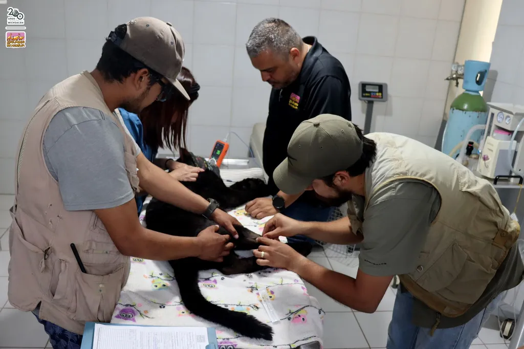 Reporta el zoológico delicada de salud a la pantera y a guanacos, por lodos contaminados del OOAPAS