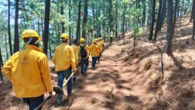 Controlan 80% del incendio forestal en Hidalgo
