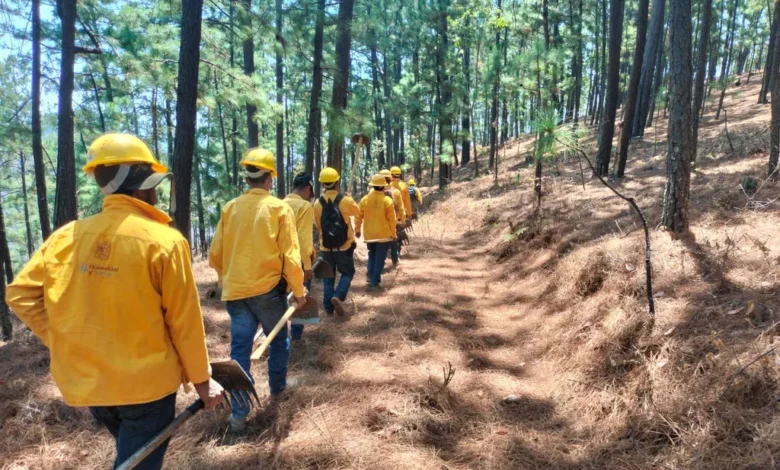 Controlan 80% del incendio forestal en Hidalgo