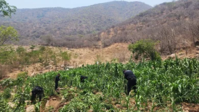 Destruyeron cinco plantíos de mariguana en Huetamo