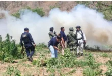 Destruyeron un plantío de mariguana en Huetamo