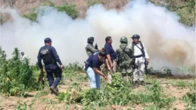 Destruyeron un plantío de mariguana en Huetamo
