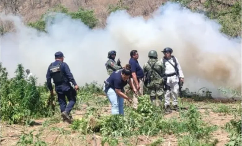 Destruyeron un plantío de mariguana en Huetamo