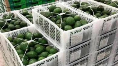 Investigan el robo de 40 toneladas de aguacate