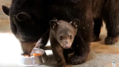 Nació cría de oso negro en el Zoológico de Morelia