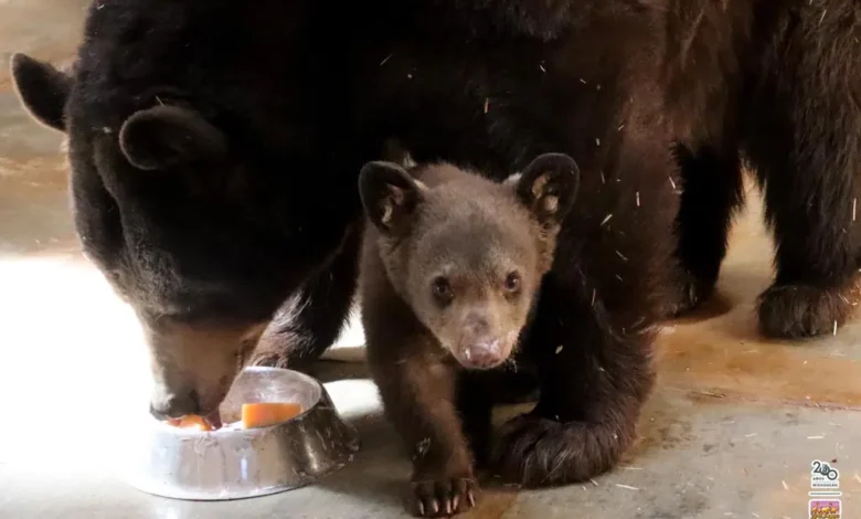 Nació cría de oso negro en el Zoológico de Morelia