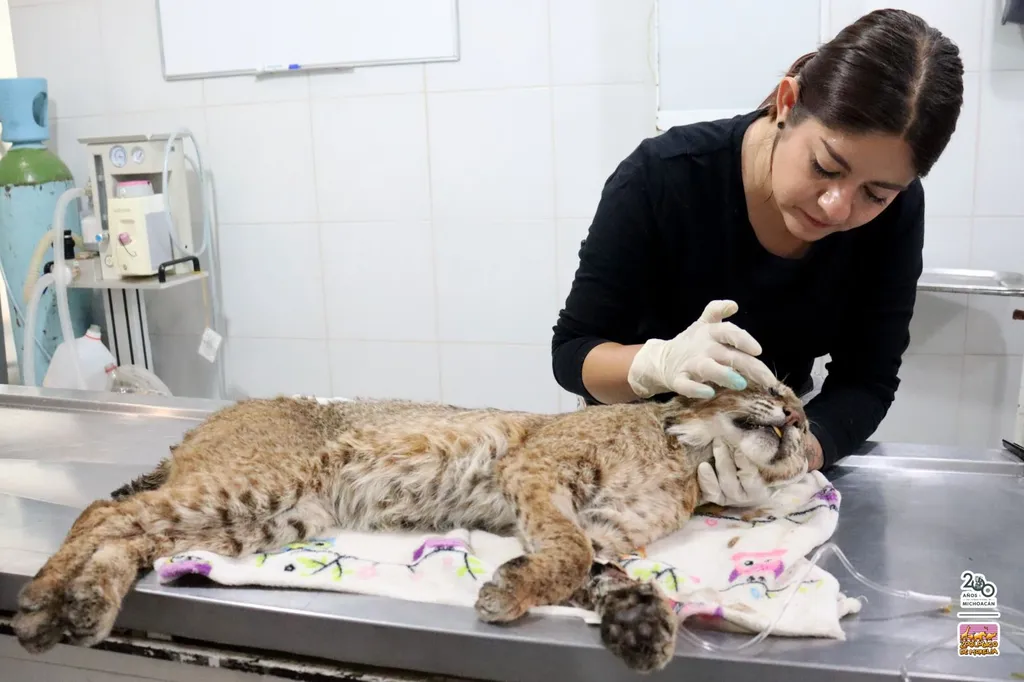Recibe Zoo de Morelia un lince rojo rescatado por la Profepa