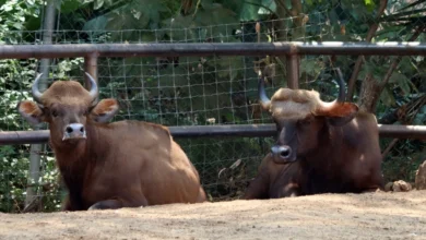 Conoce los impresionantes bisontes de la India que llegan al Zoológico de Morelia