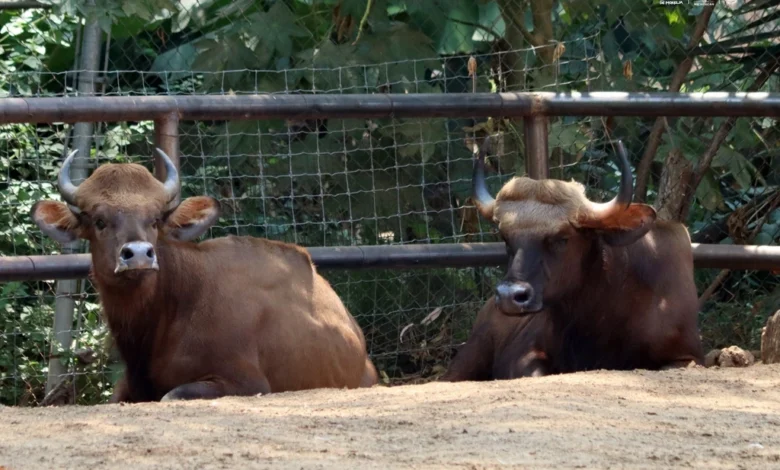 Conoce los impresionantes bisontes de la India que llegan al Zoológico de Morelia