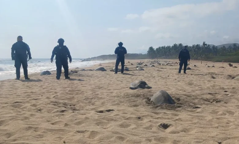 La Guardia Civil protege la arribazón de tortugas marinas en Aquila