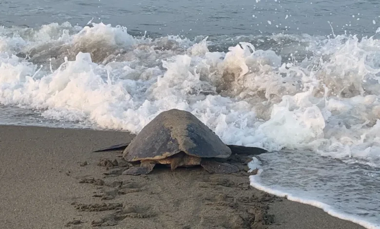 Llegan a playas de Michoacán las primeras tortugas marinas de la temporada