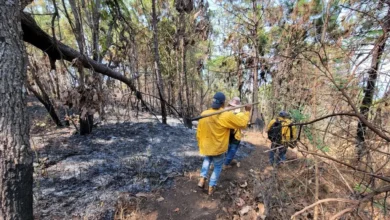 Más de 100 brigadistas forestales atienden cinco incendios en Michoacán
