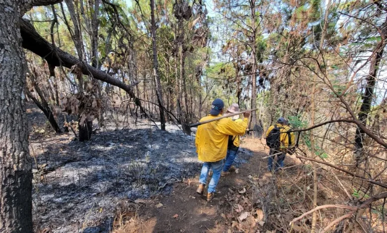 Más de 100 brigadistas forestales atienden cinco incendios en Michoacán