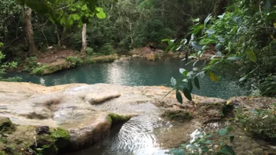 Michoacán protege más de 31 mil hectáreas de bosques tropicales secos