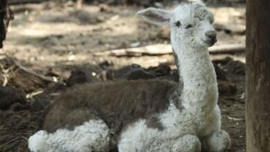 Nació una llama en el Zoológico de Morelia