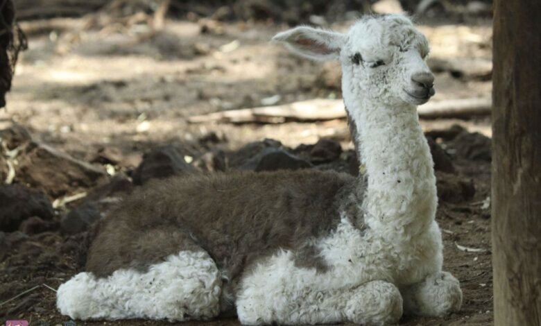 Nació una llama en el Zoológico de Morelia