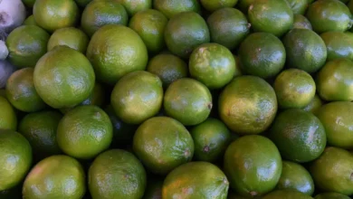 En julio el limón ha tenido su precio más bajo en Michoacán