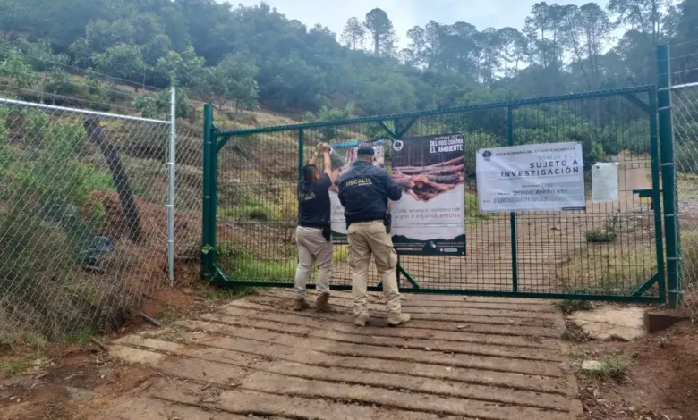 FGE redobla esfuerzos contra el cambio ilegal de uso de suelo para cultivos de aguacate