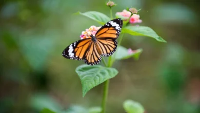 Fundación del activista Homero Gómez lanza campaña para reforestar el Santuario de la Mariposa Monarca