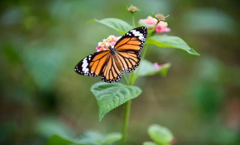Fundación del activista Homero Gómez lanza campaña para reforestar el Santuario de la Mariposa Monarca